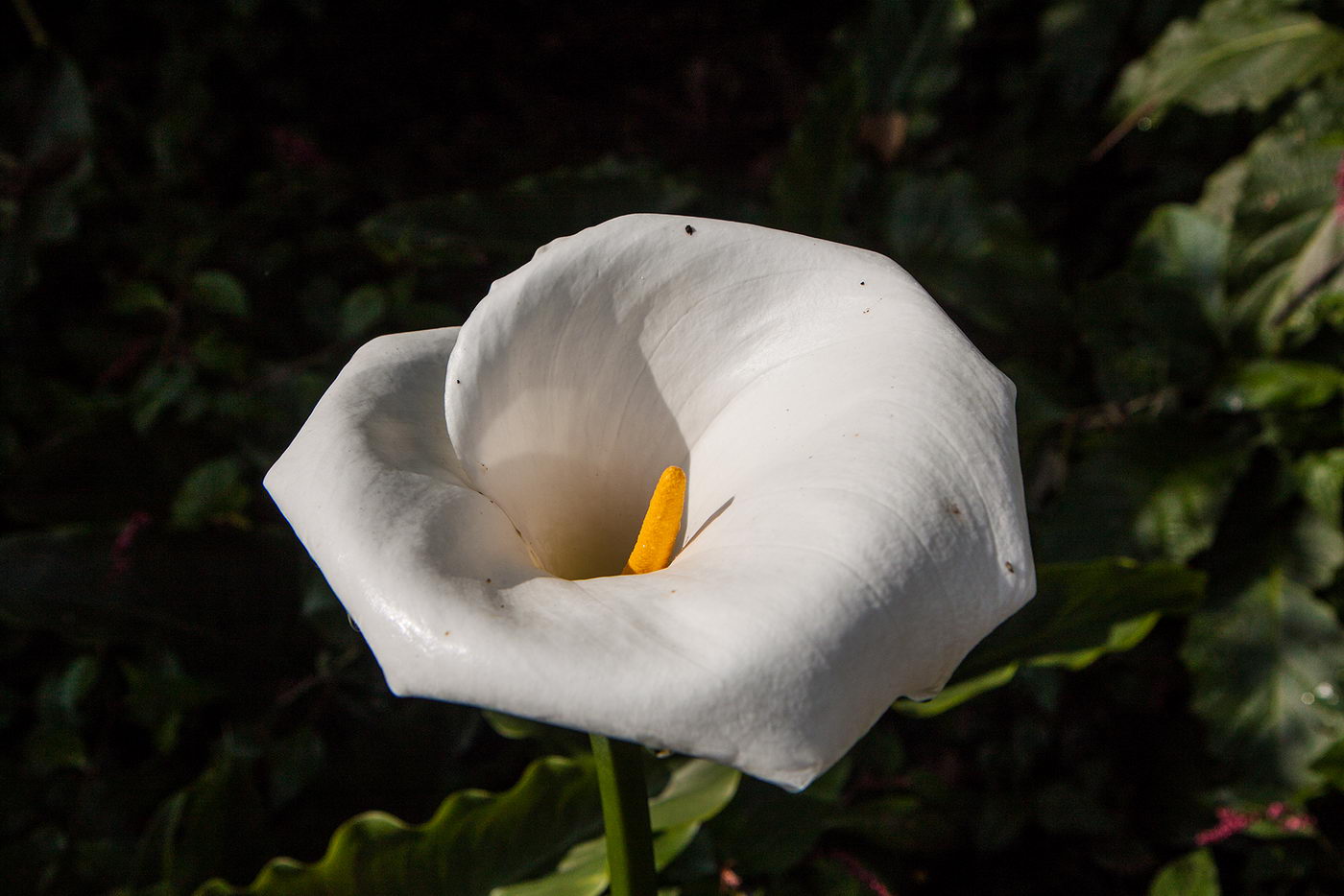 Изображение особи Zantedeschia aethiopica.