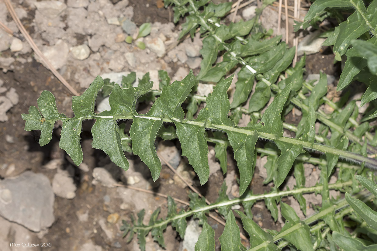 Изображение особи род Sisymbrium.