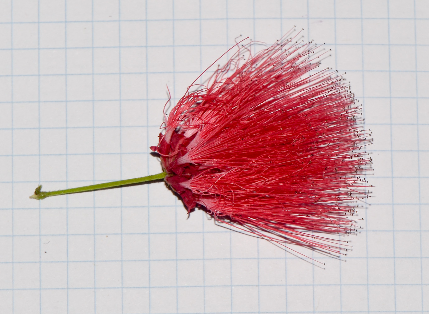 Image of Calliandra tergemina var. emarginata specimen.