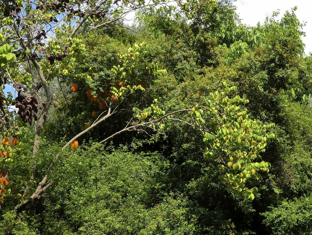 Image of Averrhoa carambola specimen.