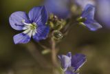 Veronica glauca