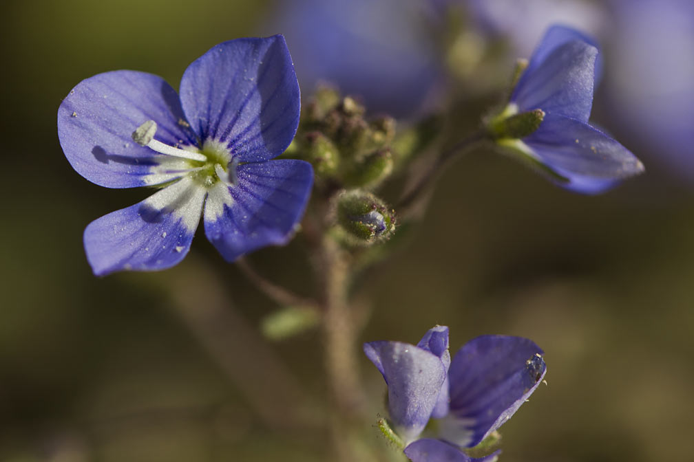 Изображение особи Veronica glauca.