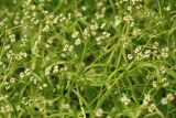 Valerianella dentata