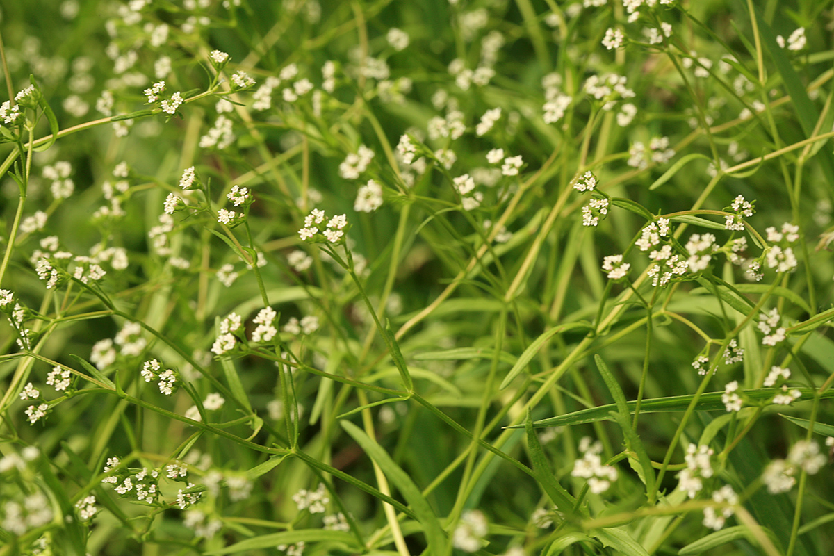 Изображение особи Valerianella dentata.