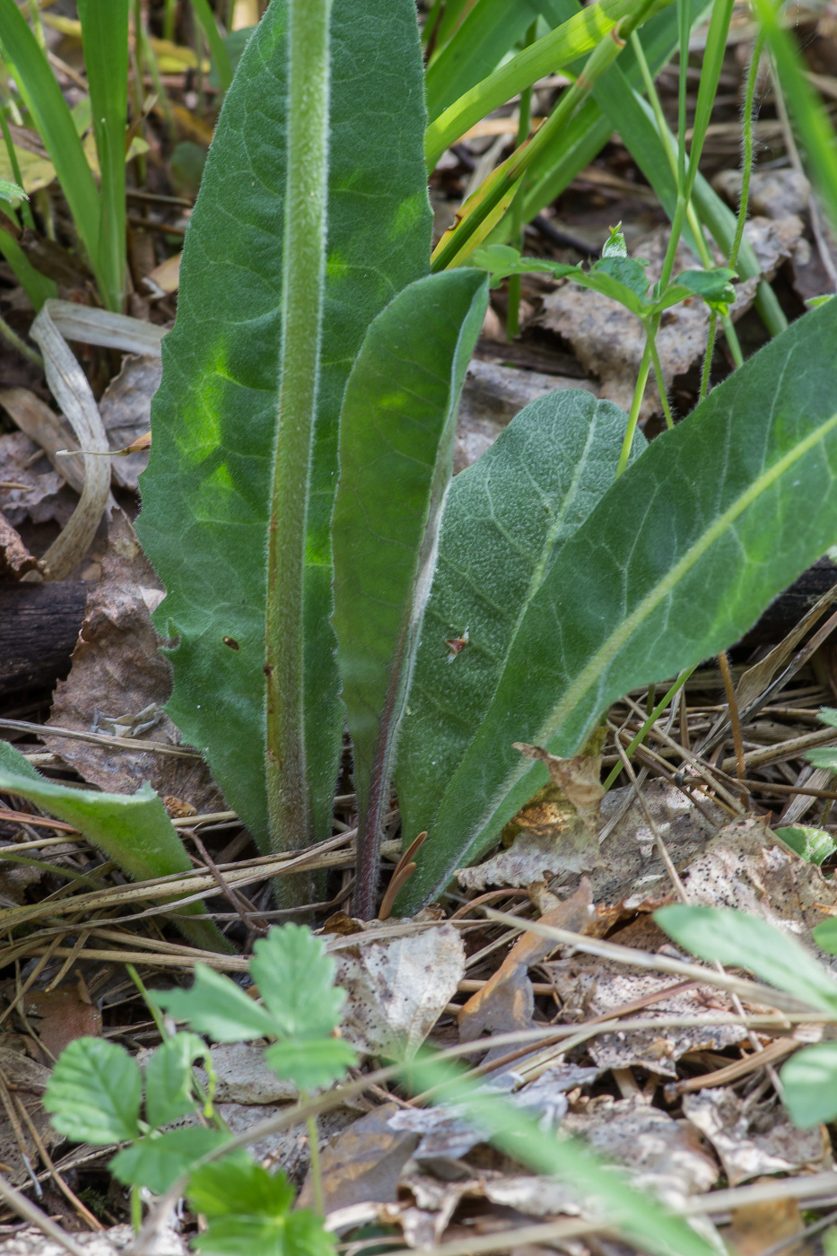 Image of Crepis praemorsa specimen.