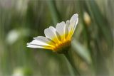 Glebionis coronaria. Соцветие (вид со стороны обёртки). Греция, о. Крит, холмы в южной окр. Ретимно (Ρέθυμνο), обочина дороги, маквис. 02.05.2014.