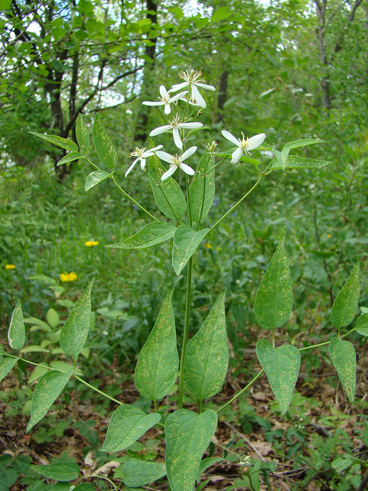 Image of Clematis recta specimen.