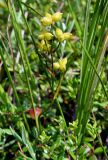 Scheuchzeria palustris