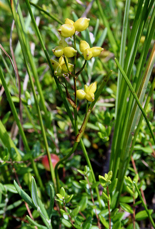 Image of Scheuchzeria palustris specimen.