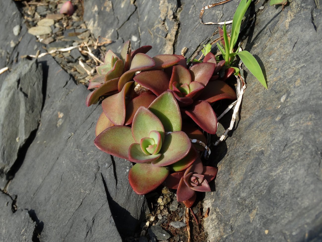 Image of Orostachys maximowiczii specimen.