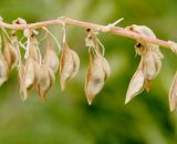 Astragalus galegiformis. Часть веточки соплодия. Ростов-на-Дону, ботсад ЮФУ, остепнённый луг на залежи. 28.06.2016.