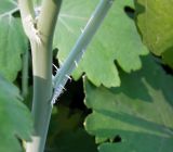 Macleaya cordata. Часть стебля и черешок листа. Москва, филиал Ботсада МГУ \"Аптекарский огород\", теневой сад. 03.06.2014.