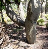 Pachypodium lamerei. Нижняя часть растения. Израиль, Шарон, г. Тель-Авив, ботанический сад \"Сад кактусов\". 27.07.2015.