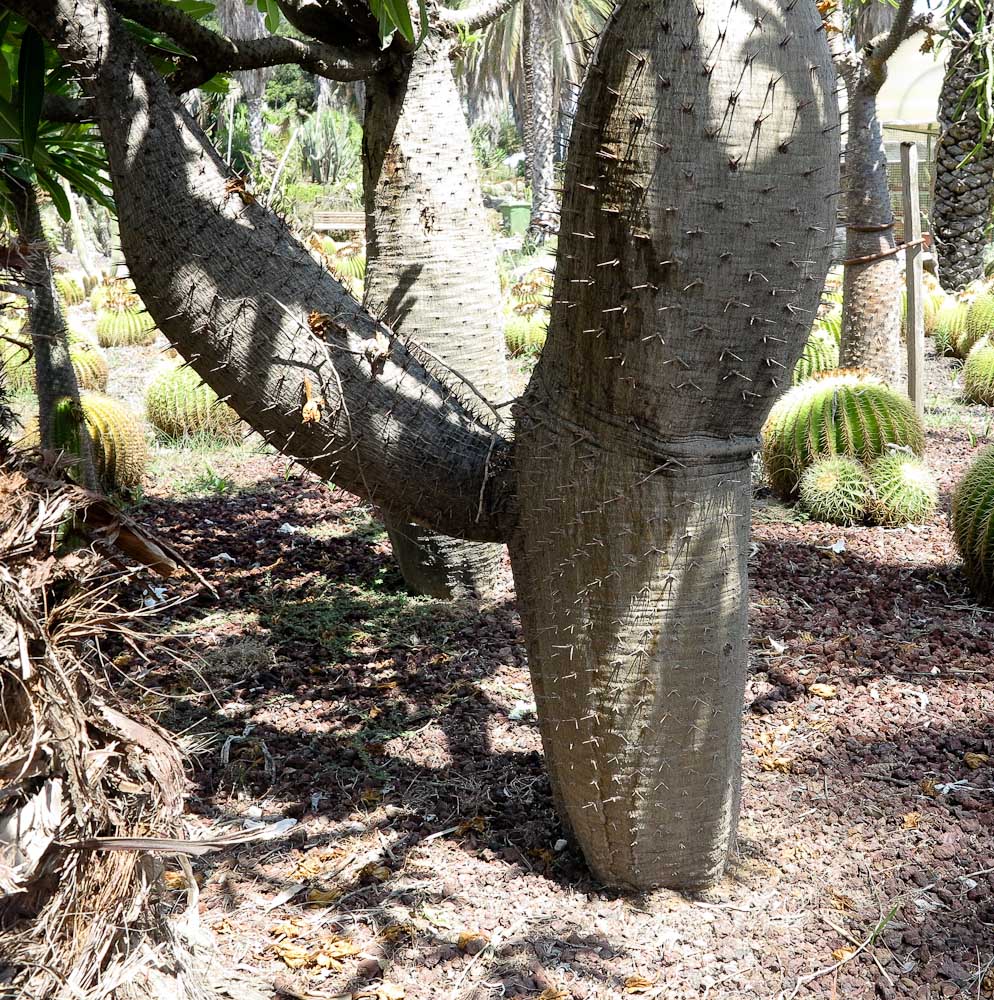 Изображение особи Pachypodium lamerei.