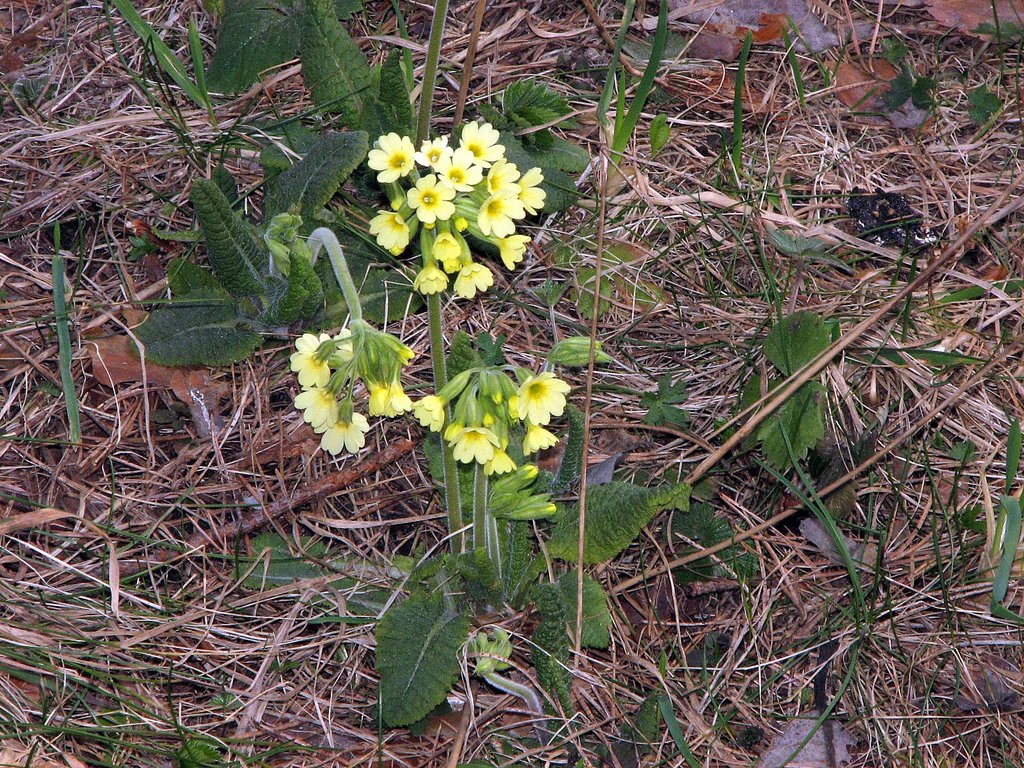 Image of Primula elatior specimen.