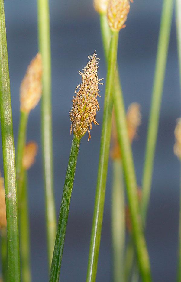 Изображение особи Eleocharis palustris.