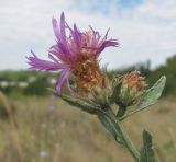 Centaurea