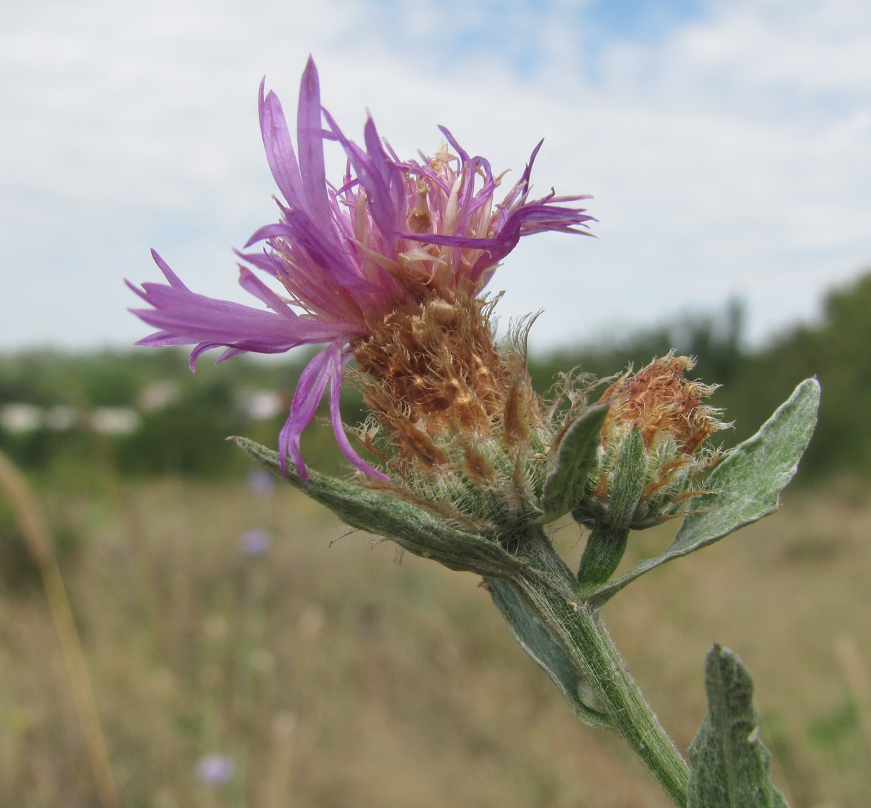 Изображение особи род Centaurea.