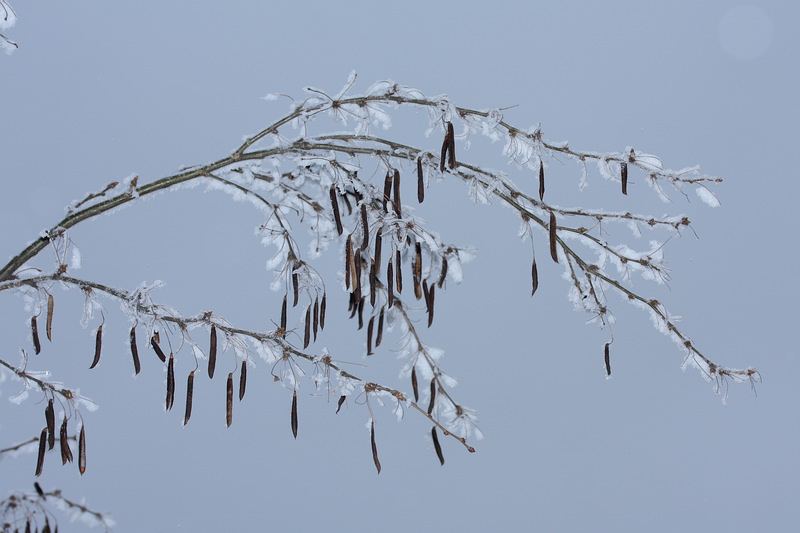 Изображение особи Caragana arborescens.