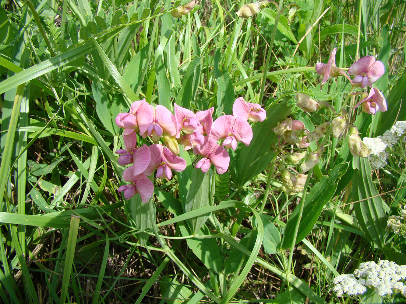 Изображение особи Lathyrus sylvestris.