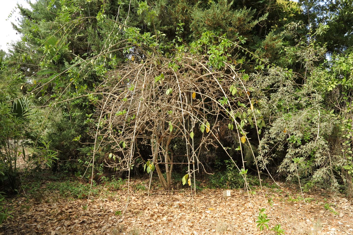 Image of Solandra maxima specimen.