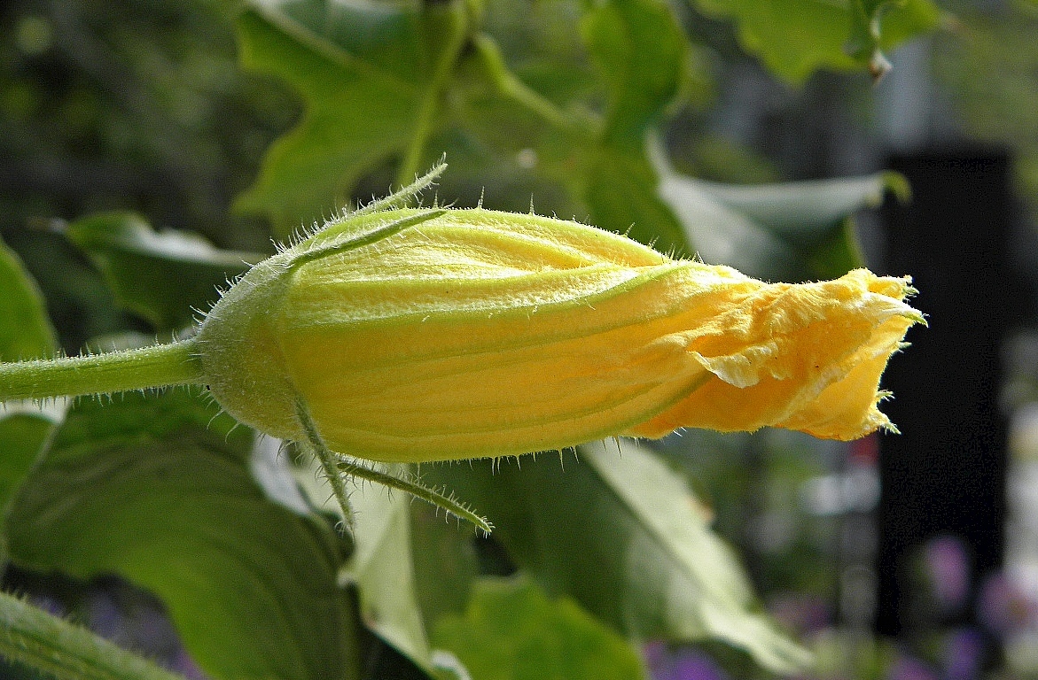 Image of Cucurbita maxima ssp. turbaniformis specimen.