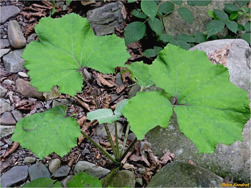 Image of Tussilago farfara specimen.