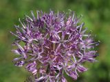 Allium bekeczalicum