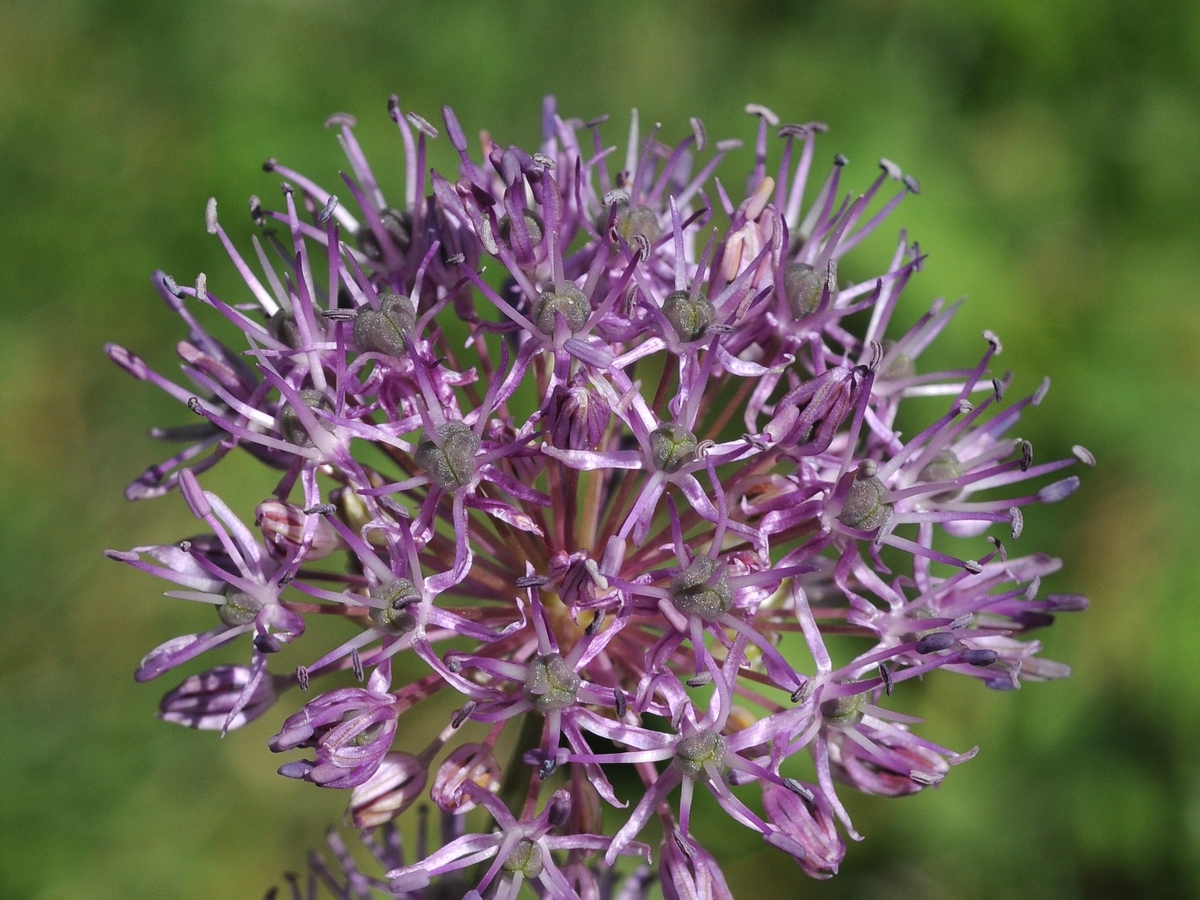 Изображение особи Allium bekeczalicum.