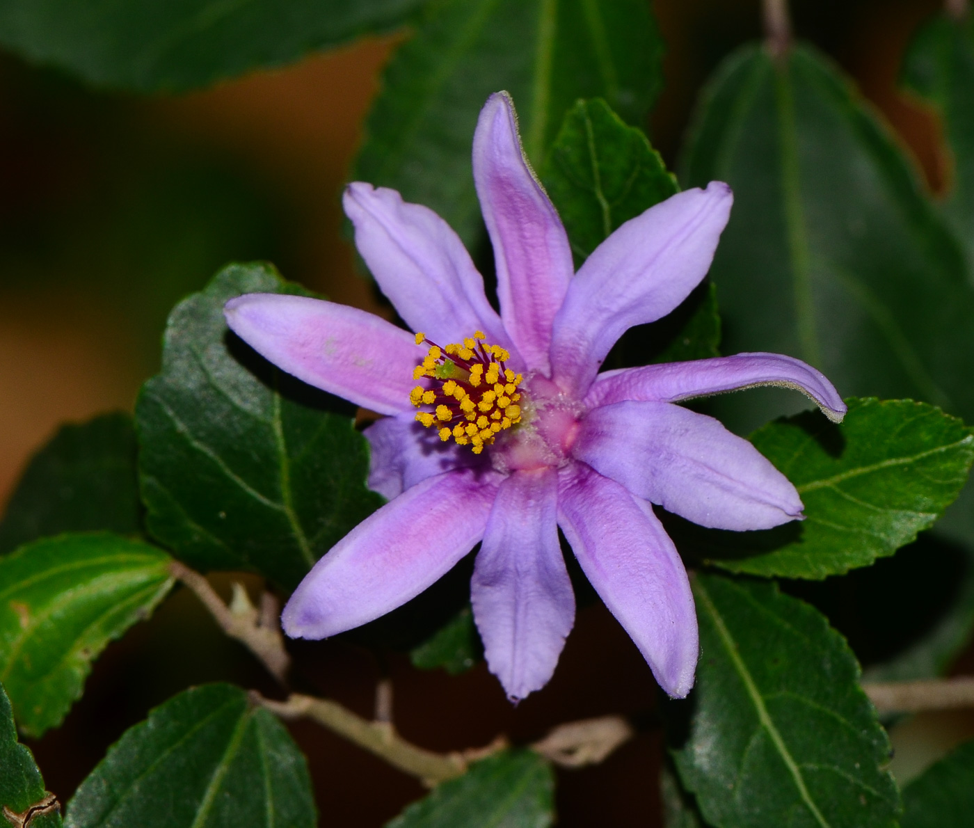 Image of Grewia occidentalis specimen.
