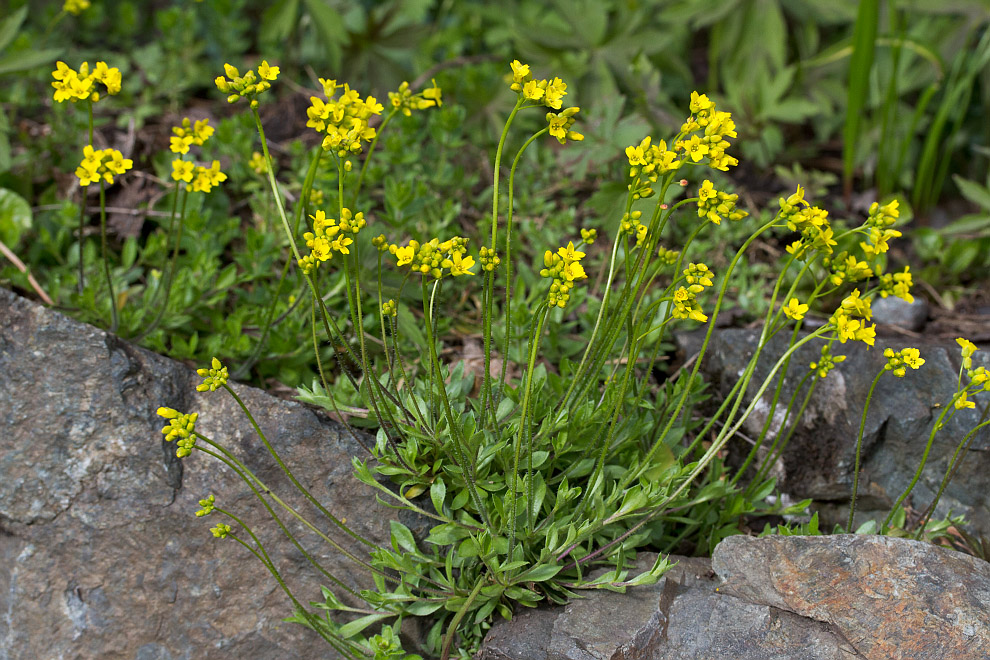 Image of Draba sibirica specimen.