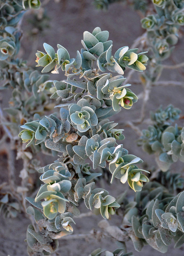 Image of Atriplex farinosa specimen.