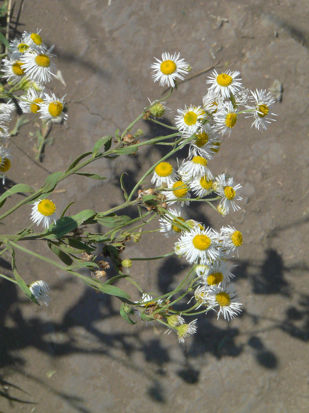 Изображение особи Erigeron annuus.