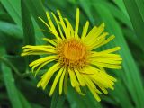 Inula salicina