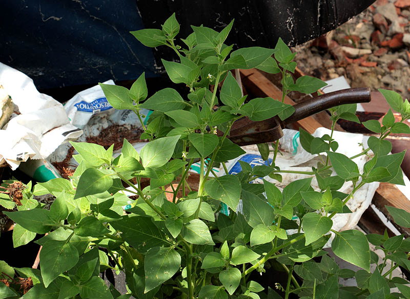 Image of Solanum physalifolium specimen.