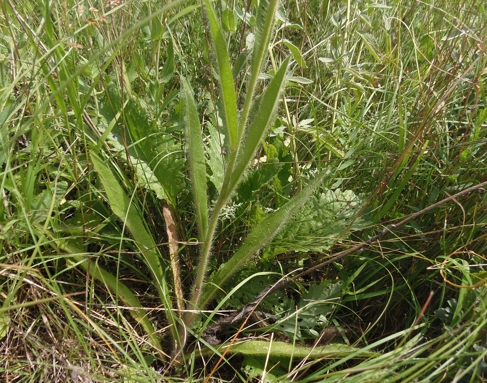 Image of genus Pilosella specimen.