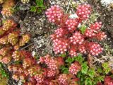 Hylotelephium cyaneum
