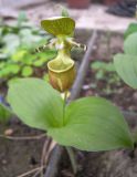 Cypripedium yatabeanum