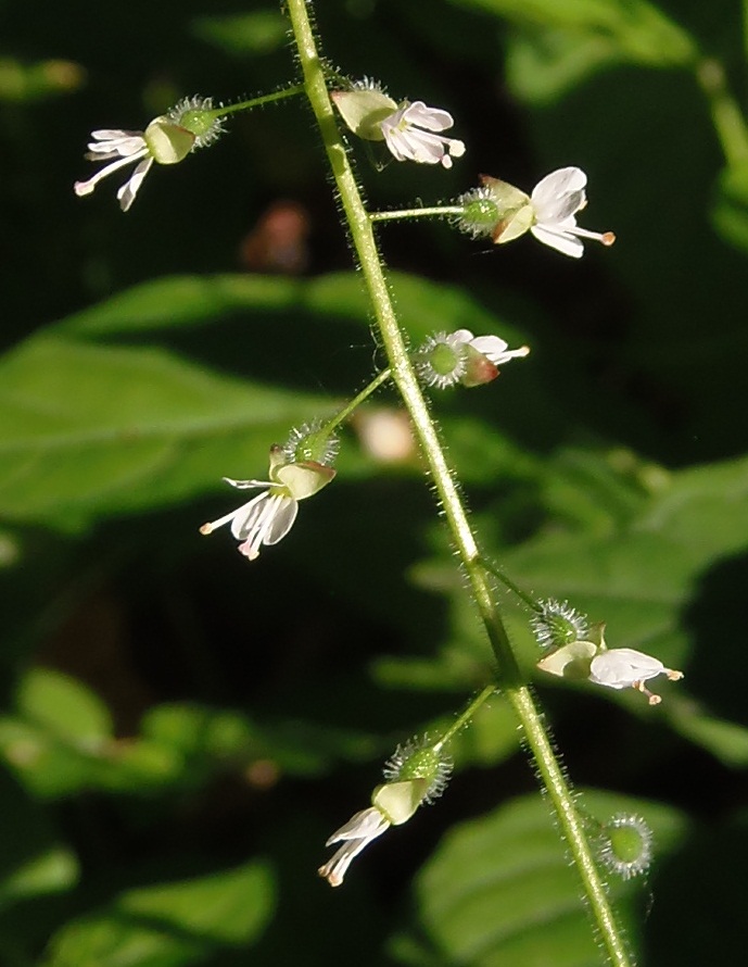 Image of Circaea lutetiana specimen.