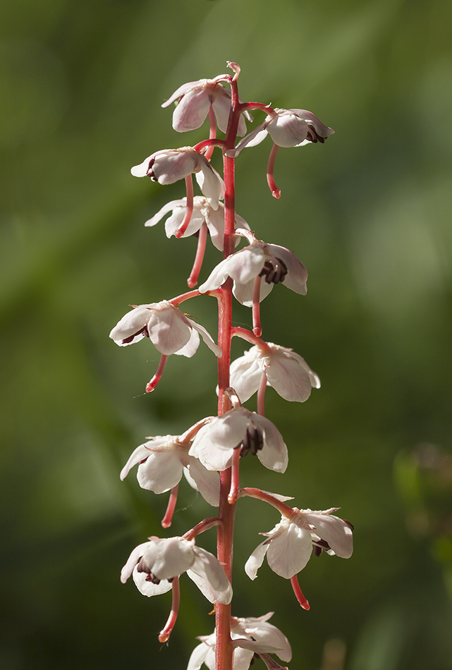 Image of Pyrola incarnata specimen.