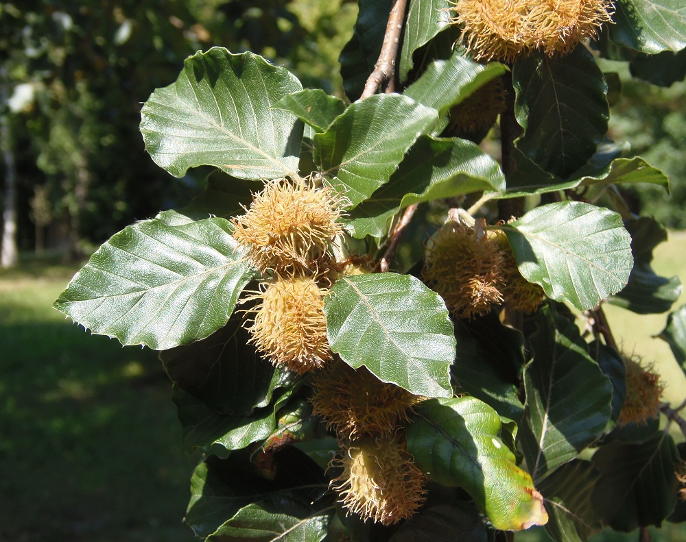 Изображение особи Fagus sylvatica.