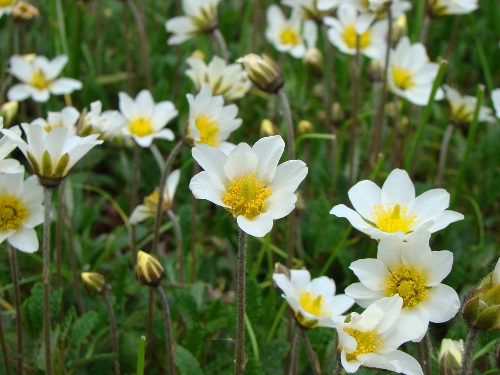 Изображение особи Dryas punctata.