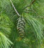 Pinus armandii. Верхушка побега с незрелой шишкой. Украина, Киевская обл., г. Киев, ботанический сад. 14.08.2016.