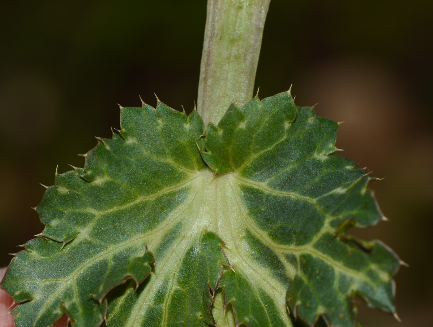 Изображение особи Eryngium glomeratum.