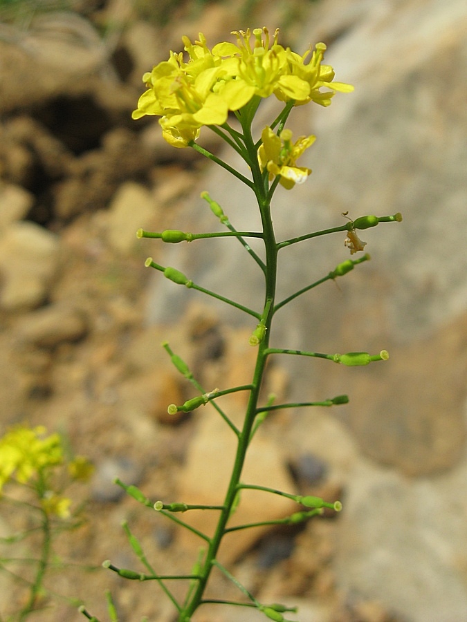 Image of Rorippa &times; armoracioides specimen.