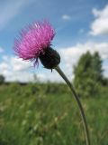 Cirsium dissectum. Верхушка цветоноса с соцветием. Нидерланды, провинция Drenthe, национальный парк Drentsche Aa, заказник Eexterveld, молиниевый луг. 14 июня 2008 г.