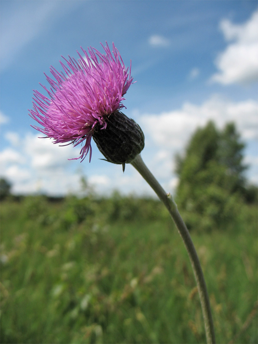 Изображение особи Cirsium dissectum.