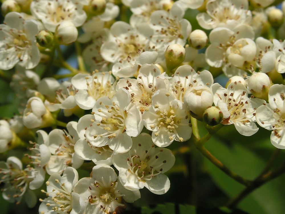 Изображение особи Sorbus commixta.