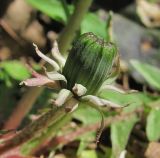 genus Taraxacum. Нераспустившееся соцветие. Краснодарский край, Абинский р-н, окр. пос. Новый, склон в лесу близ скал Новых. 02.04.2017.