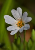 Stellaria holostea